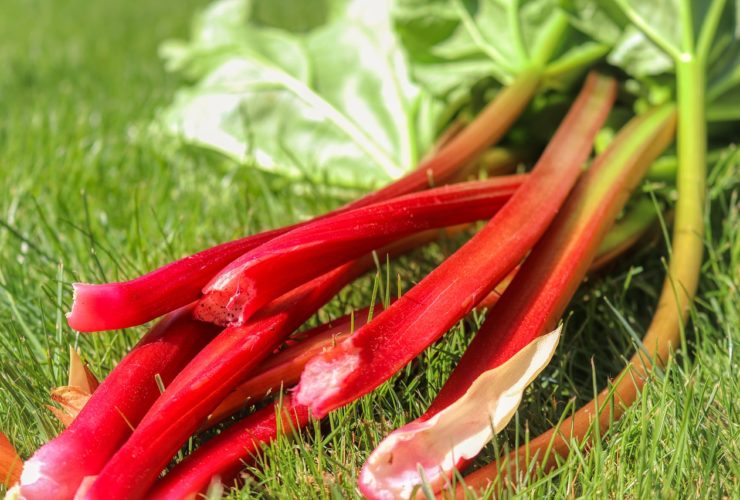 Skordad-rabarber-pa-grasmatta