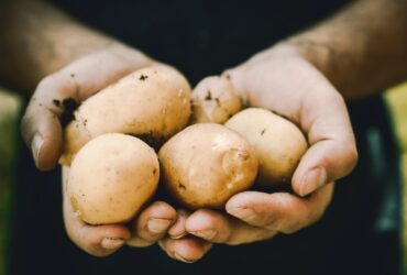 giftig potatis