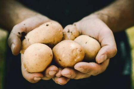 giftig potatis