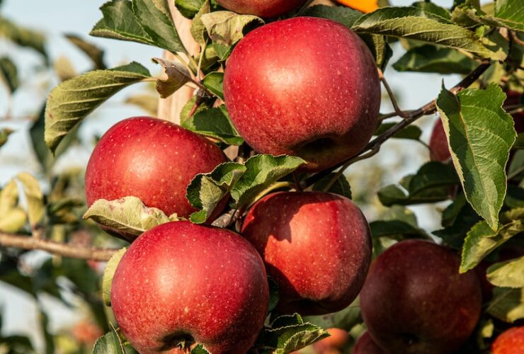 red apple fruit photograph