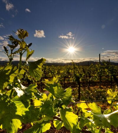 green plants under blue sky during daytime